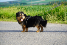 Maniek jest gotowy na nowy start! Podaruj mu dom 🐾🏡 Łętkowice - zdjęcie 3