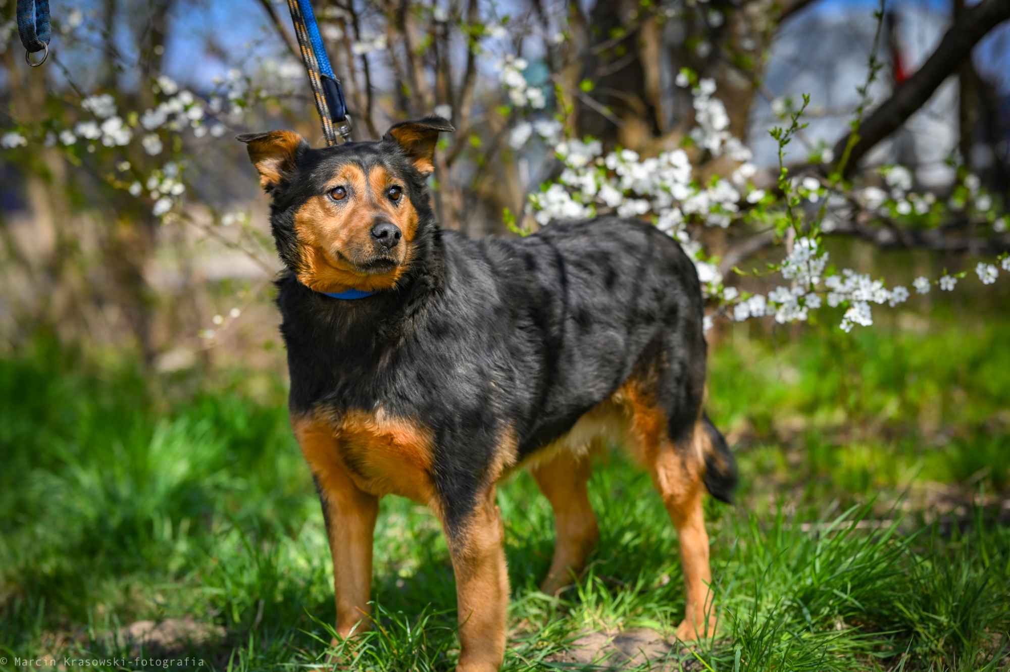 Rosa - starsza sunia szuka domu na jesień życia Olsztyn - zdjęcie 1