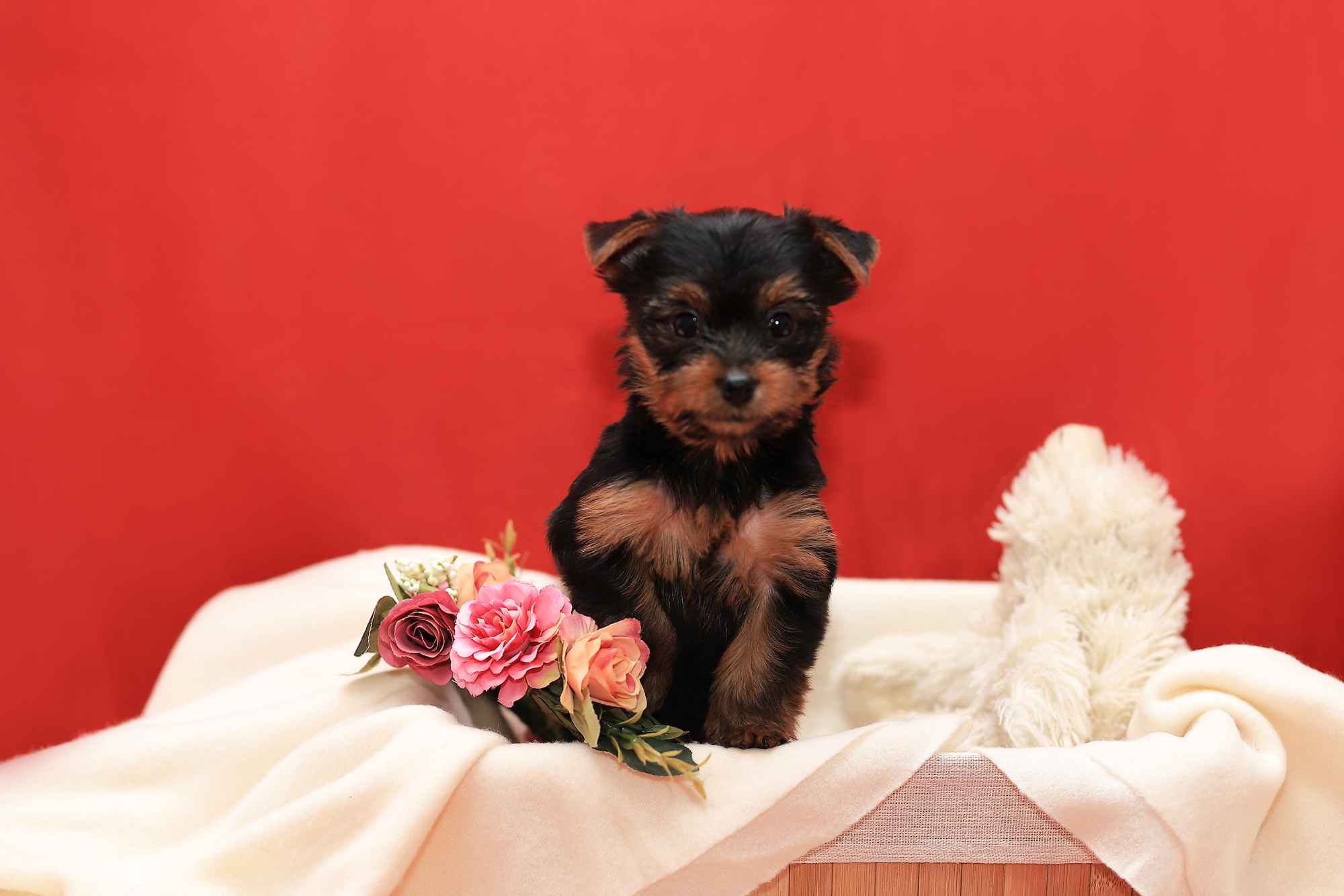 Alutka   sunia Yorkshire Terrier Oława - zdjęcie 7