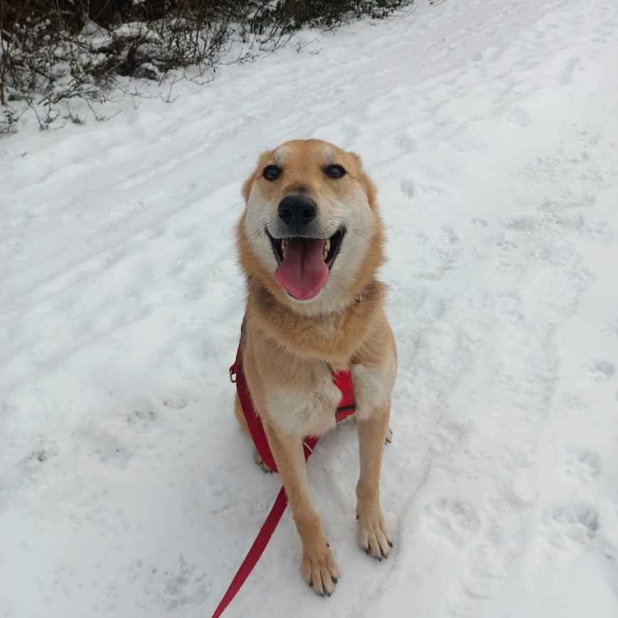 Jerry - od szczeniaka w schronisku, nigdy nie miał domu! Pomóż! :( Mokotów - zdjęcie 10