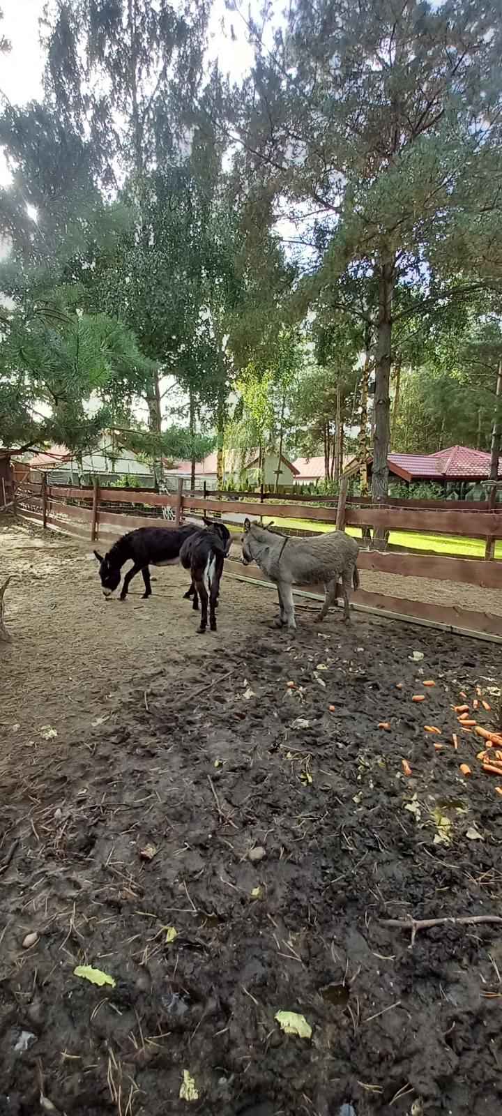 sprzedam osiołki 3 sztuki Szydłówiec - zdjęcie 5