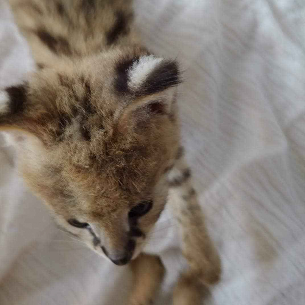 kocięta serwal dostępne na sprzedaż Bemowo - zdjęcie 3