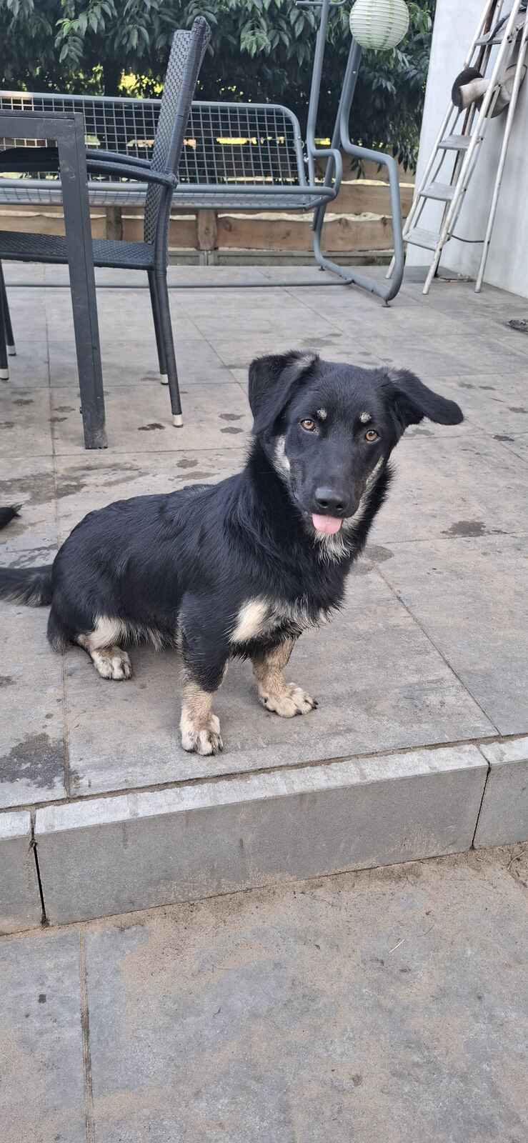 Sreberek - niewielki, domowy psiak szuka domu! Olsztyn - zdjęcie 3