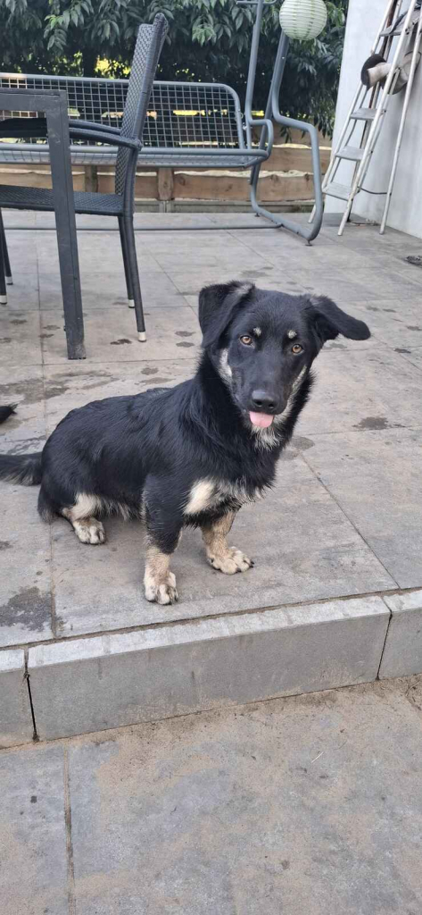 Sreberek - niewielki, domowy psiak szuka domu! Olsztyn - zdjęcie 3