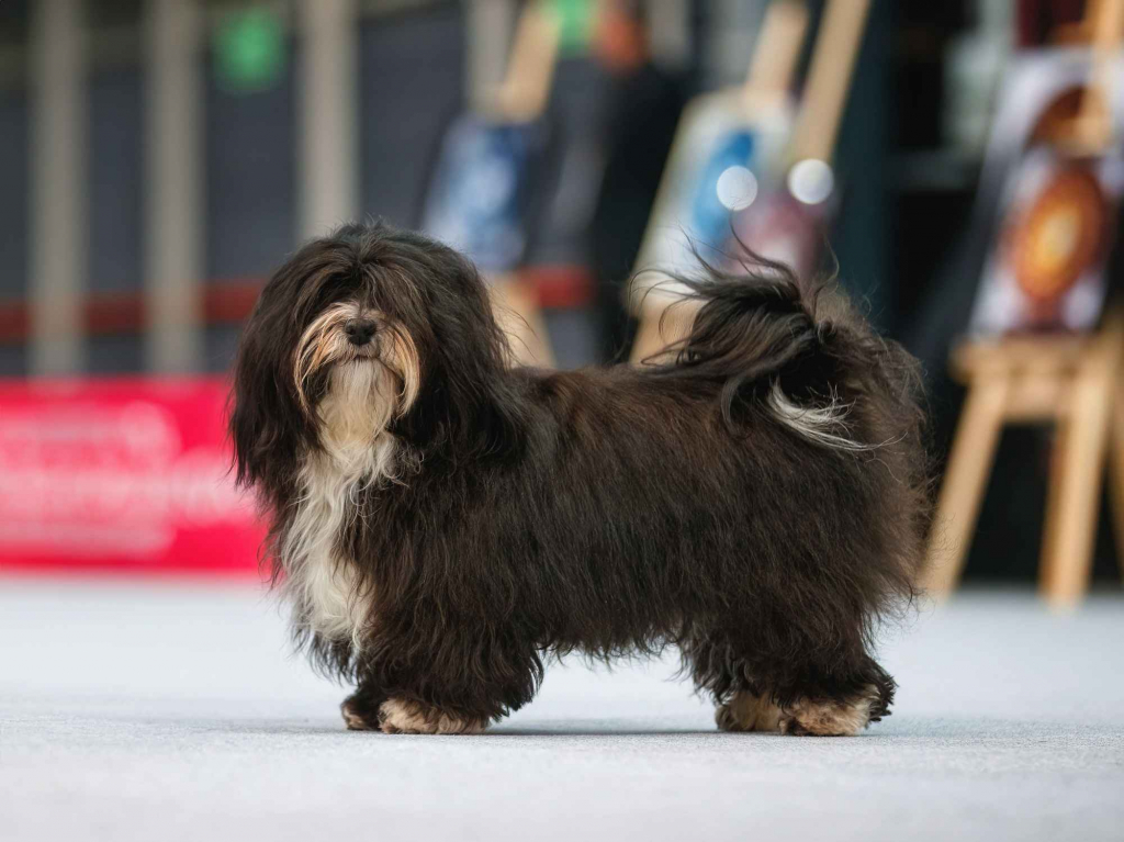 Hawańczyk – bajecznie wykolorowany szczeniak po Championce Pogórze - zdjęcie 2