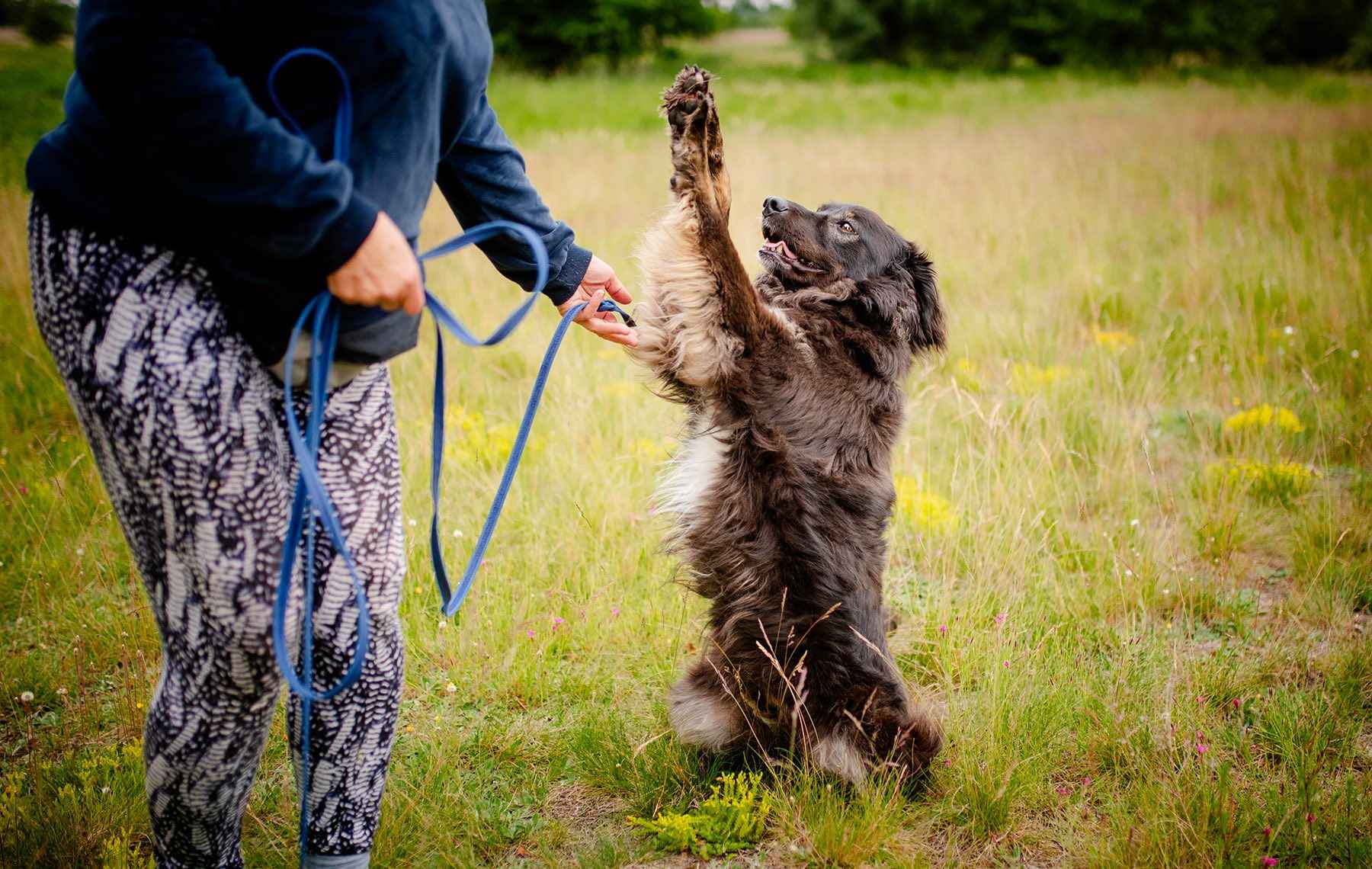 Roki - domowy, młody, przyjazny psiak! Olsztyn - zdjęcie 3