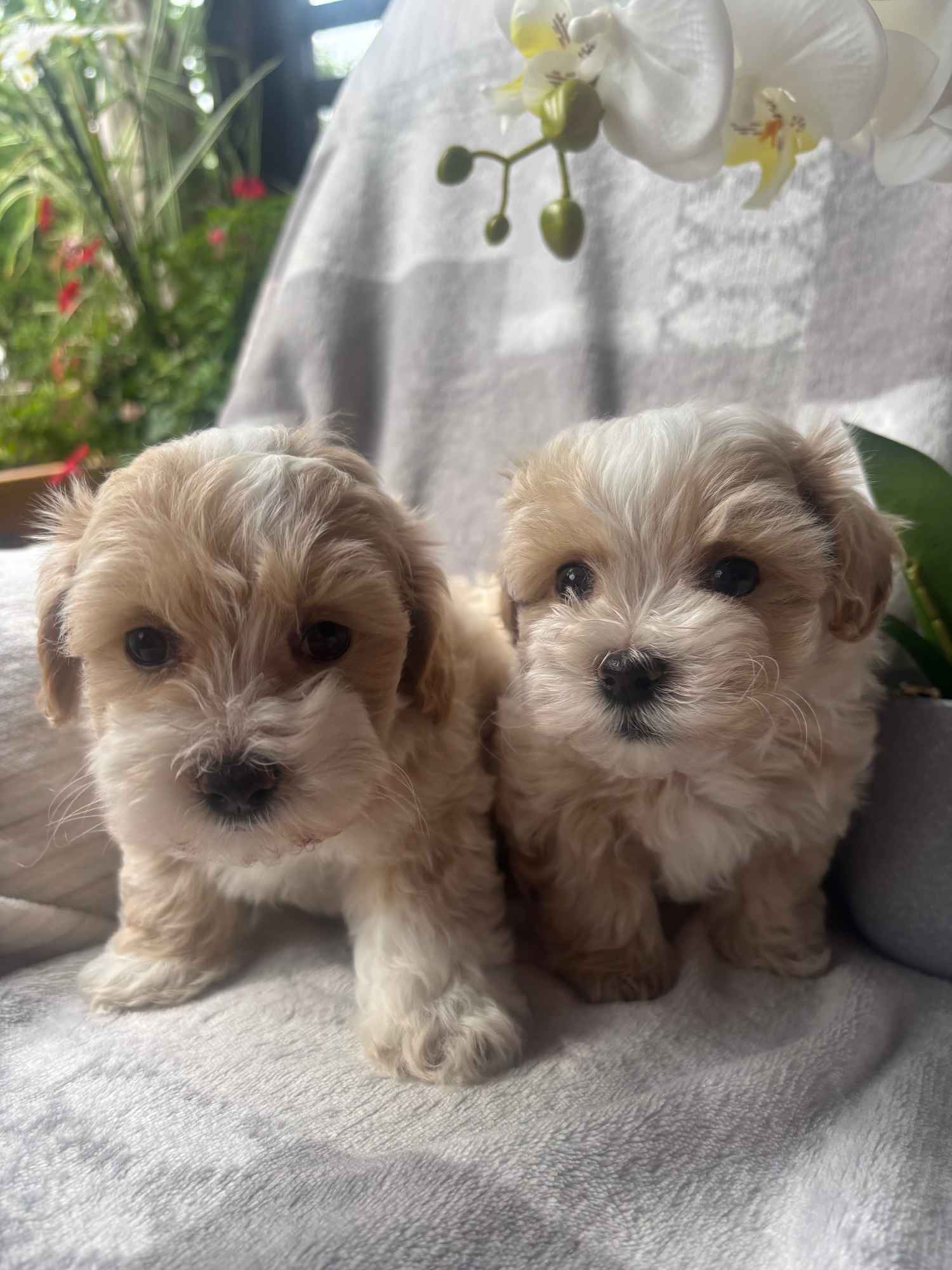 Maltipoo pies F1 Częstochowa - zdjęcie 5