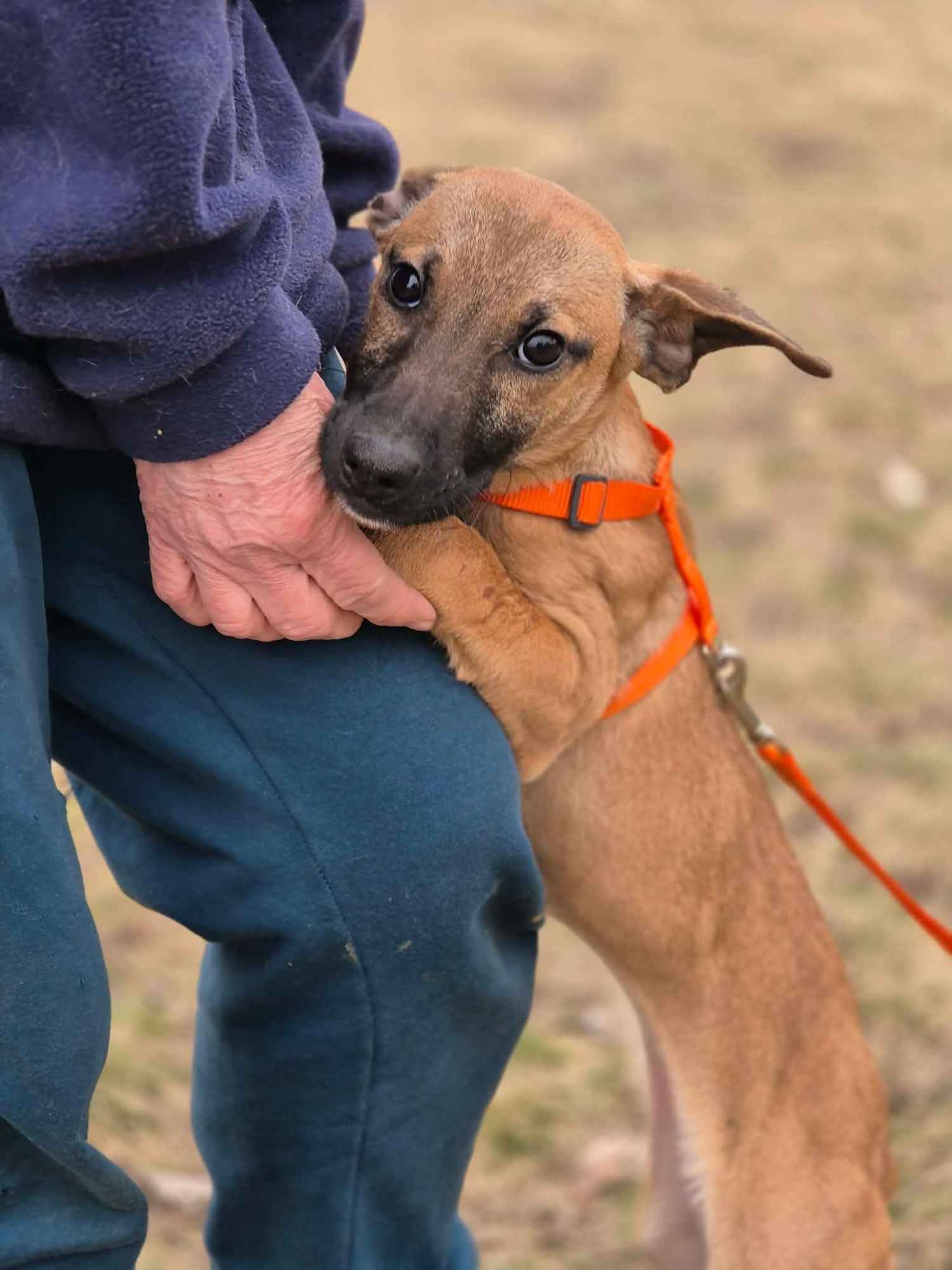 Malinka - szczeniak, kochana delikatna sunia Olsztyn - zdjęcie 1