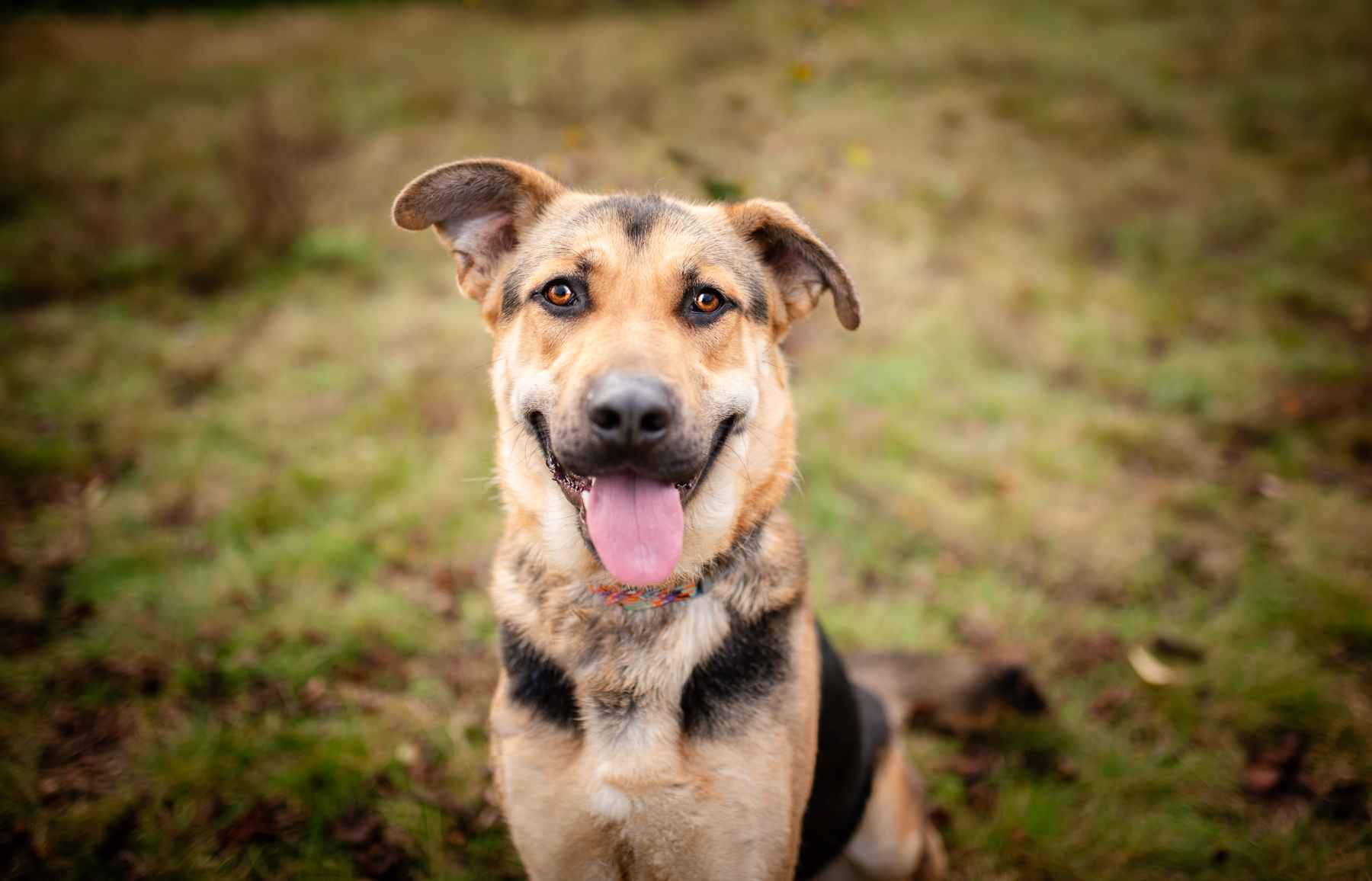 Magnus - młody, niesamowicie wesoły i przyjazny psiak! Olsztyn - zdjęcie 1