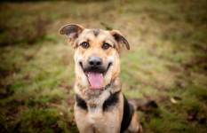 Magnus - młody, niesamowicie wesoły i przyjazny psiak!