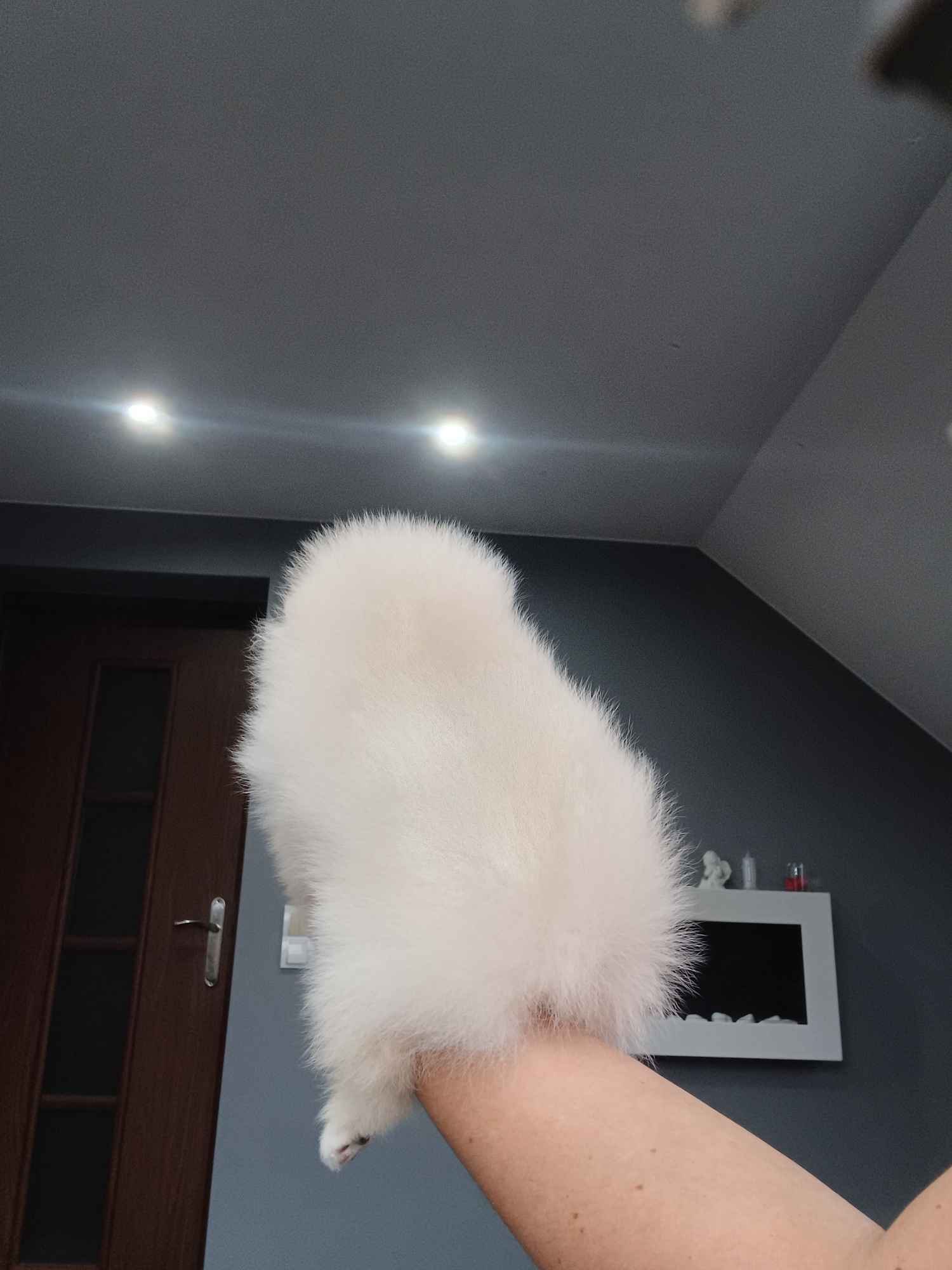 *Pomeranian XS typ misia Sunia ADA* Prądocin - zdjęcie 8
