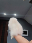 *Pomeranian XS typ misia Sunia ADA* Prądocin - zdjęcie 8