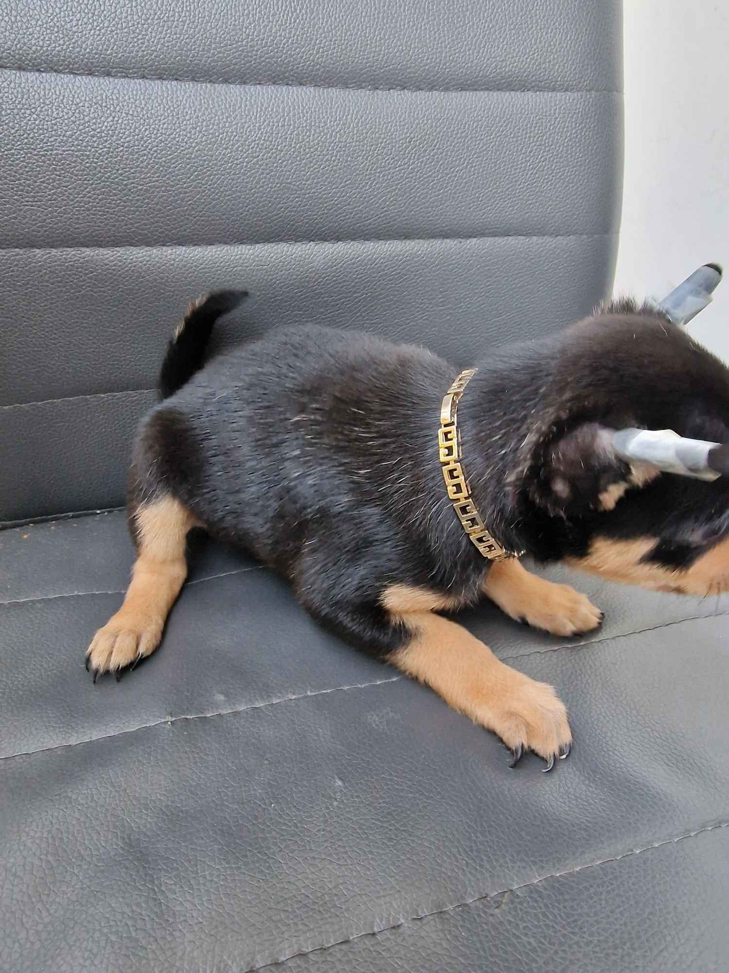 Chiuhaua Poraj - zdjęcie 3