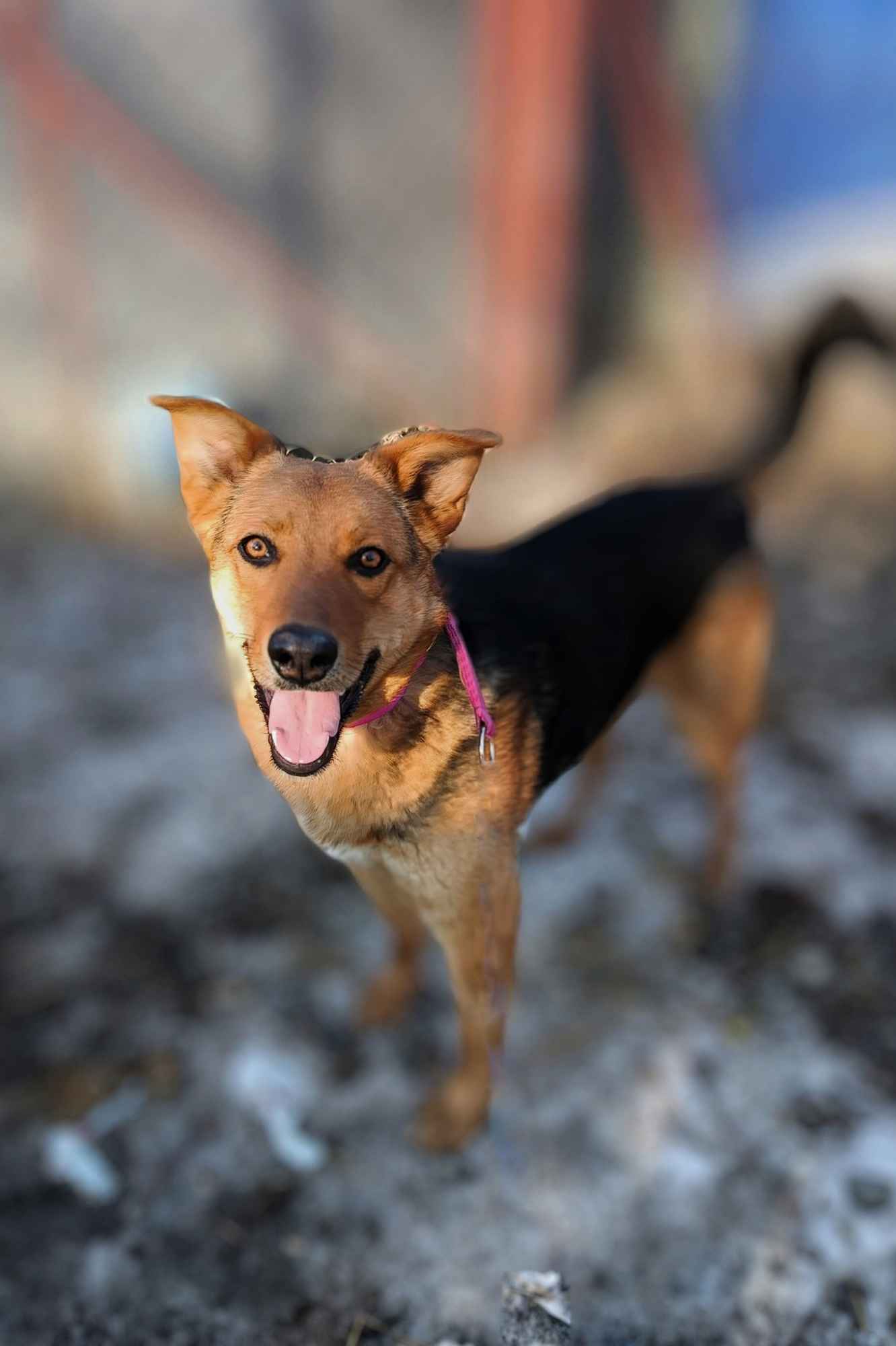 Bobi - młody, przyjazny psiak szuka domu! Olsztyn - zdjęcie 3