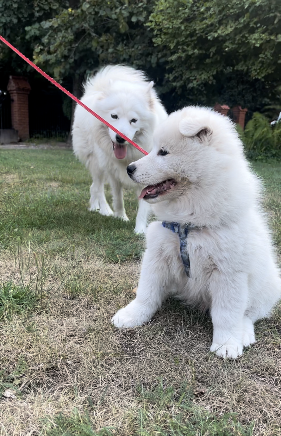 Samoyed / Samojed szczeniak Jasionka - zdjęcie 5