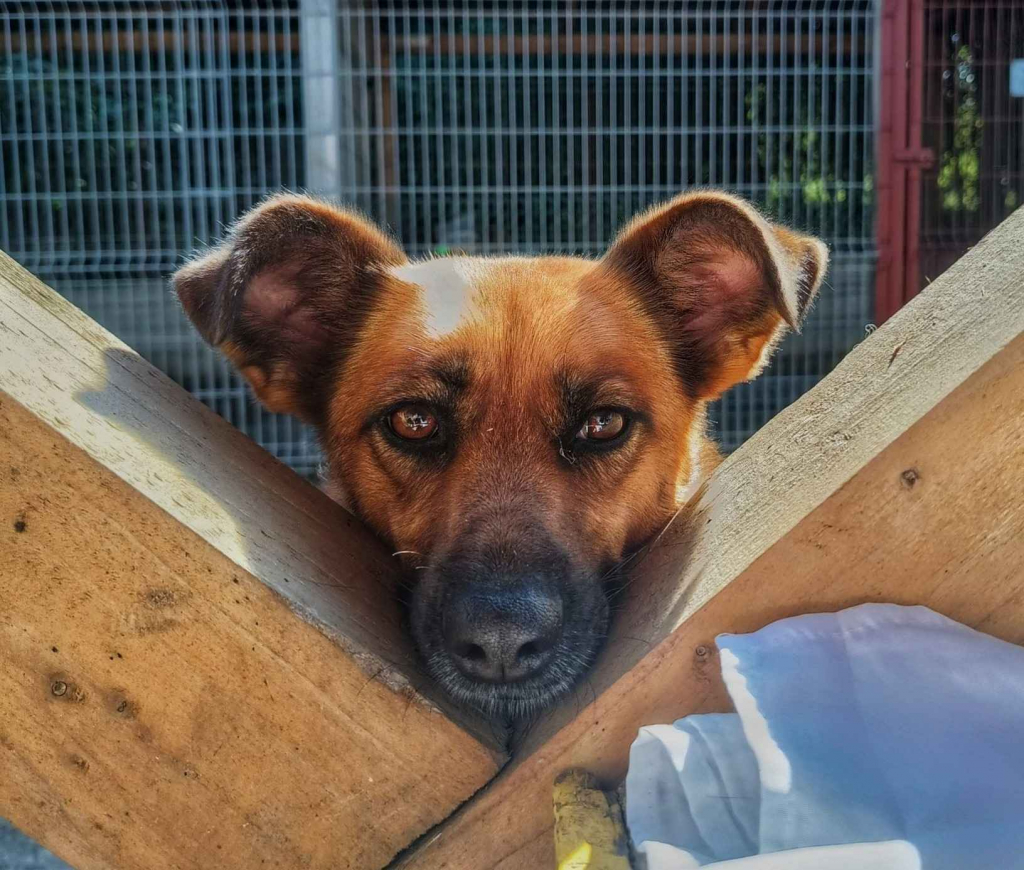 Kora - rozkoszna, delikatna sunia szuka domu! Olsztyn - zdjęcie 1