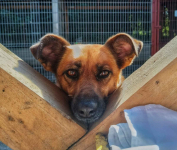 Kora - rozkoszna, delikatna sunia szuka domu!