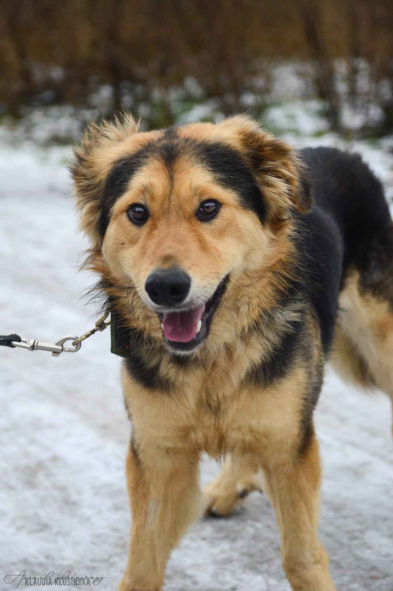 Dukat -  bez szans na dom? Pokochaj go! Olsztyn - zdjęcie 5