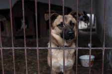 Delikatny, emocjonalny, zakochany w człowieku piesek do adopcji! :) Widzew - zdjęcie 10