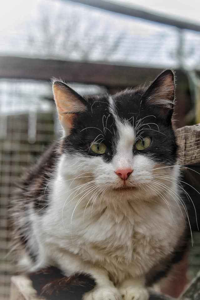 Furka - kotolubna kotka, spokojna, nieśmiała Olsztyn - zdjęcie 2