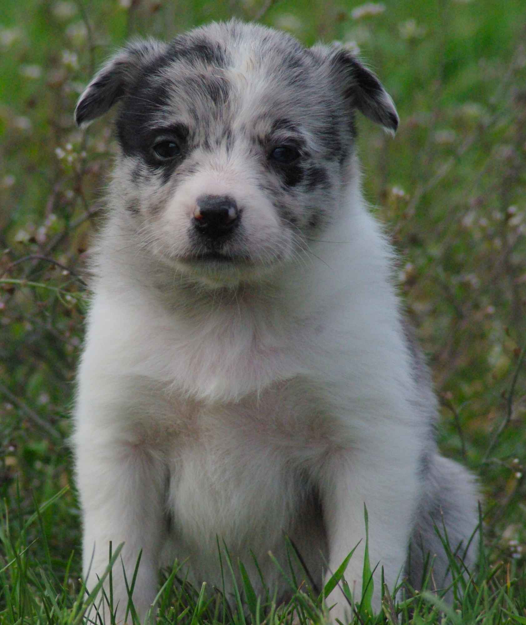 Border collie blue merle blue eyes Lublin - zdjęcie 2