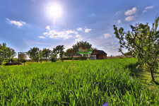 działka 5ar z altaną, zadbana, z drzewami owocowym Jędrzychowice - zdjęcie 4