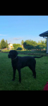 Czarny labek Coco Tarnów - zdjęcie 2