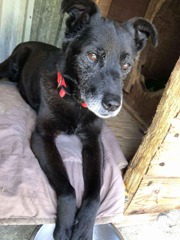 Devo i Devi, łagodne delikatne psiaki do adopcji Olsztyn - zdjęcie 6