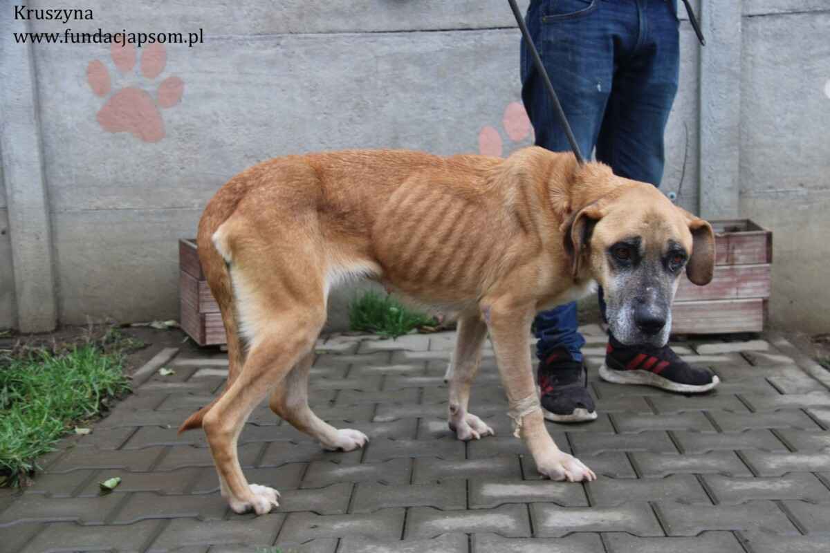 Kruszynka – dzielna, kochana sunia szuka swojego domu Olsztyn - zdjęcie 5