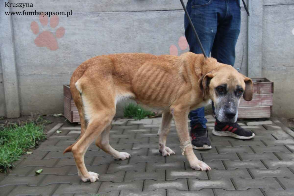 Kruszynka – dzielna, kochana sunia szuka swojego domu Olsztyn - zdjęcie 5
