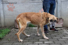 Kruszynka – dzielna, kochana sunia szuka swojego domu Olsztyn - zdjęcie 5