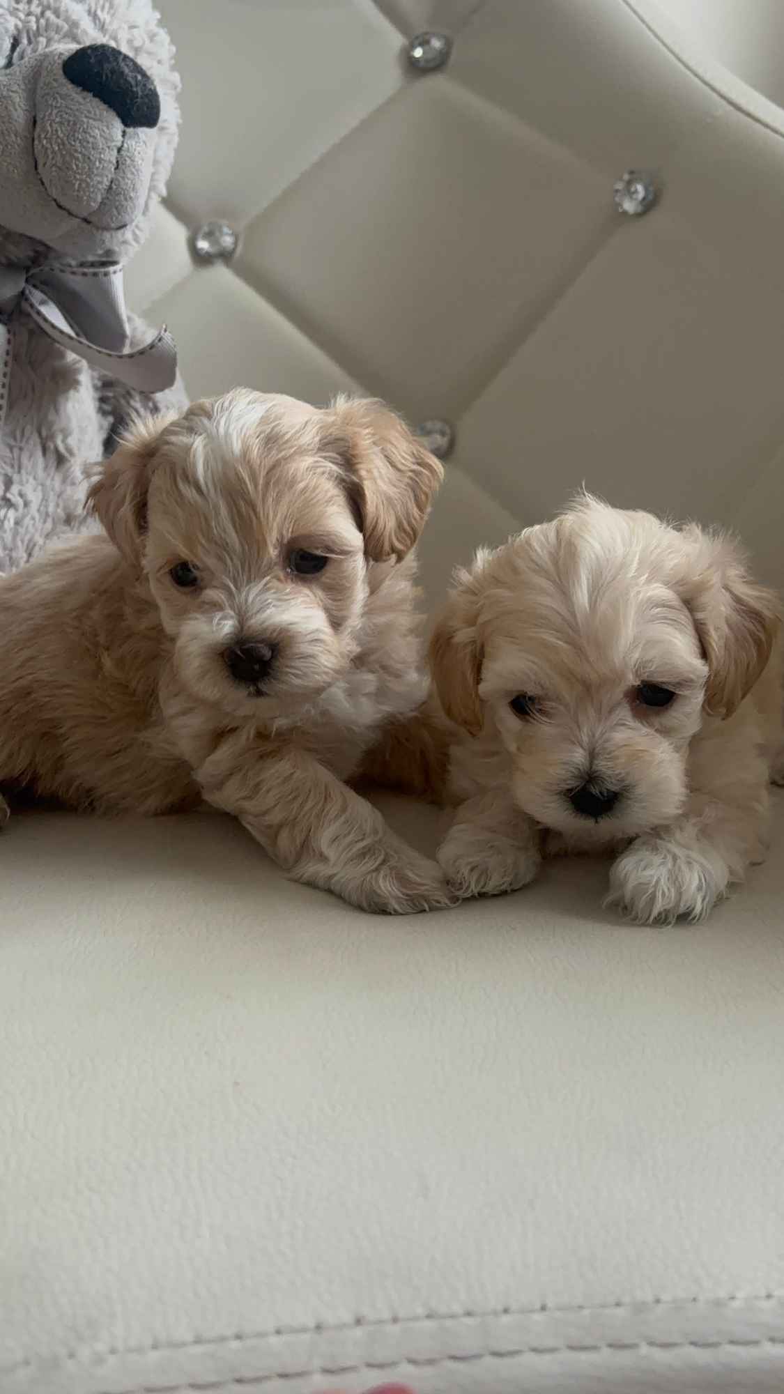 Maltipoo miniaturka 2 kg F1 Częstochowa - zdjęcie 2