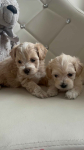 Maltipoo miniaturka 2 kg F1 Częstochowa - zdjęcie 2