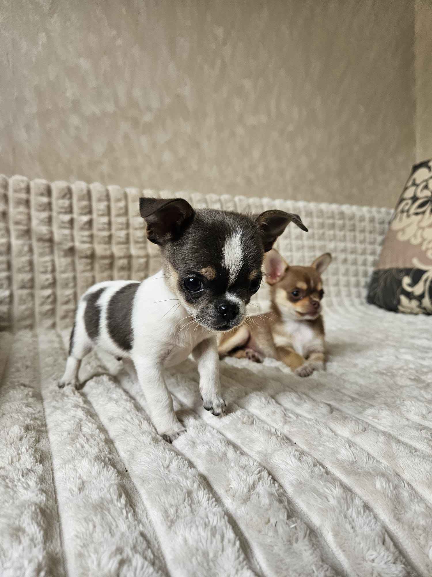Pieski chihuahua Mińsk Mazowiecki - zdjęcie 3