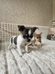 Pieski chihuahua Mińsk Mazowiecki - zdjęcie 3