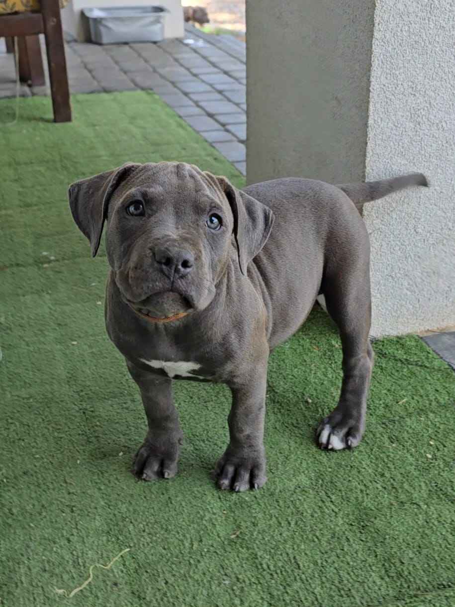 Blue Amstaff American Staffordshire Terrier Ludwin - zdjęcie 9