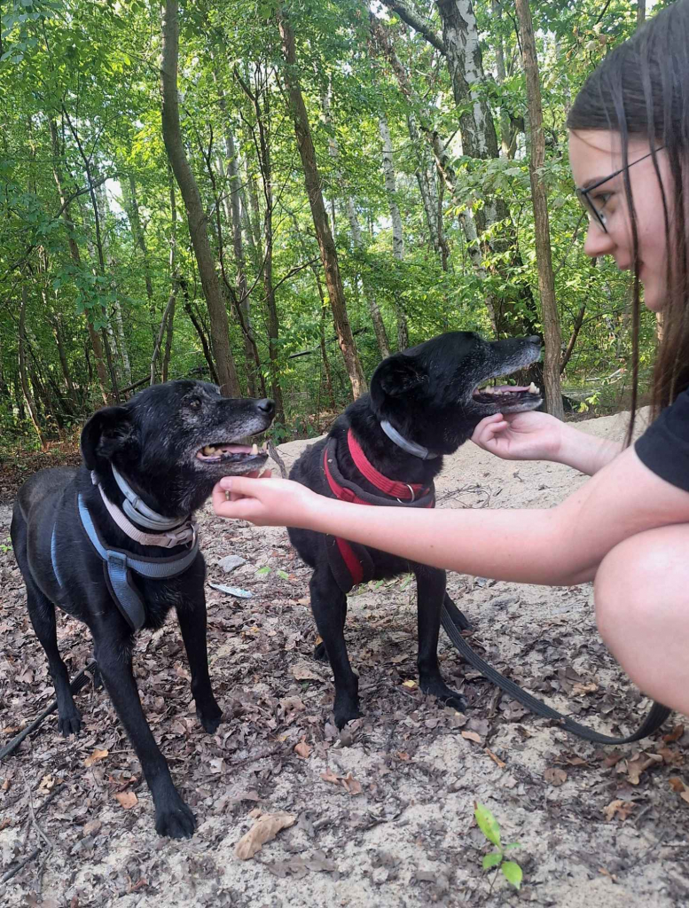 Devo i Devi, łagodne delikatne psiaki do adopcji Olsztyn - zdjęcie 3