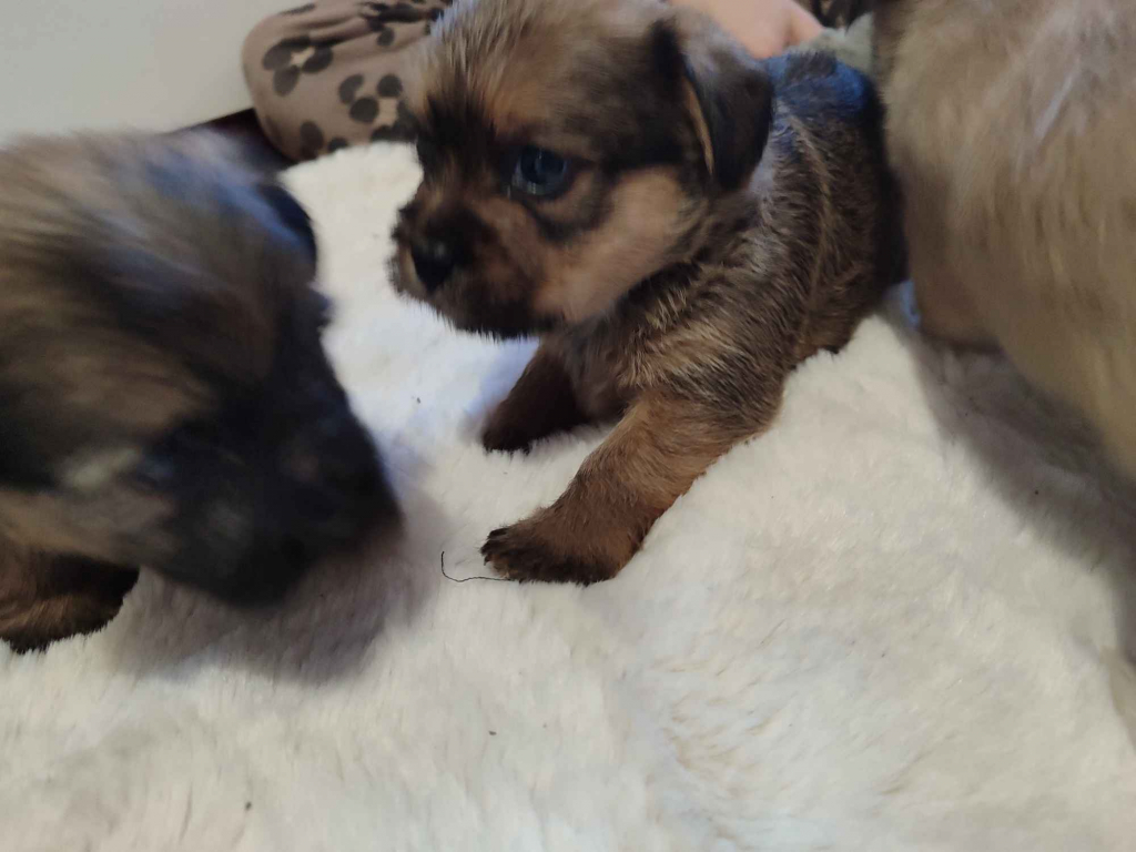 Sprzedam śliczne pieski i suczki Legnica - zdjęcie 3