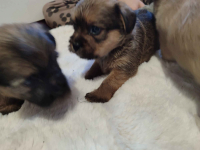 Sprzedam śliczne pieski i suczki Legnica - zdjęcie 3