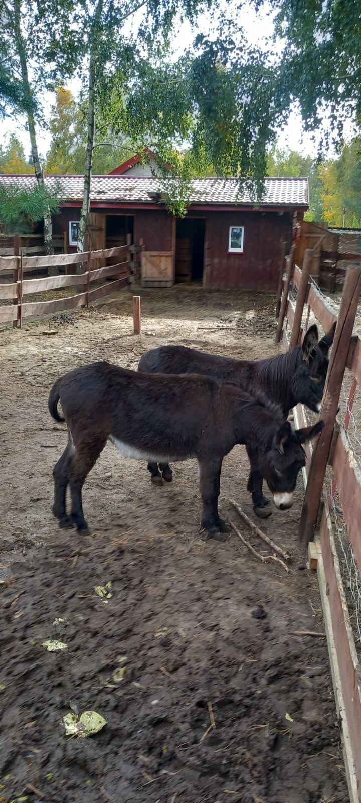 sprzedam osiołki 3 sztuki Szydłówiec - zdjęcie 2
