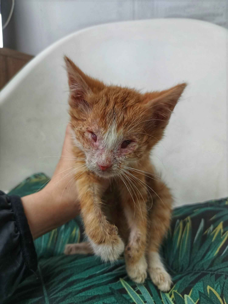 Nikoś - wyjątkowe kocie dziecko szuka PILNIE domu! Olsztyn - zdjęcie 2