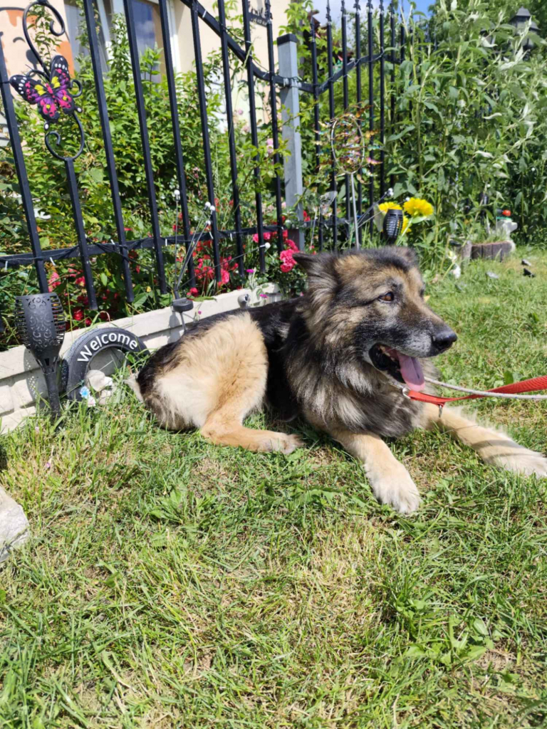 Aron - kto pokocha starszego psa? Olsztyn - zdjęcie 3