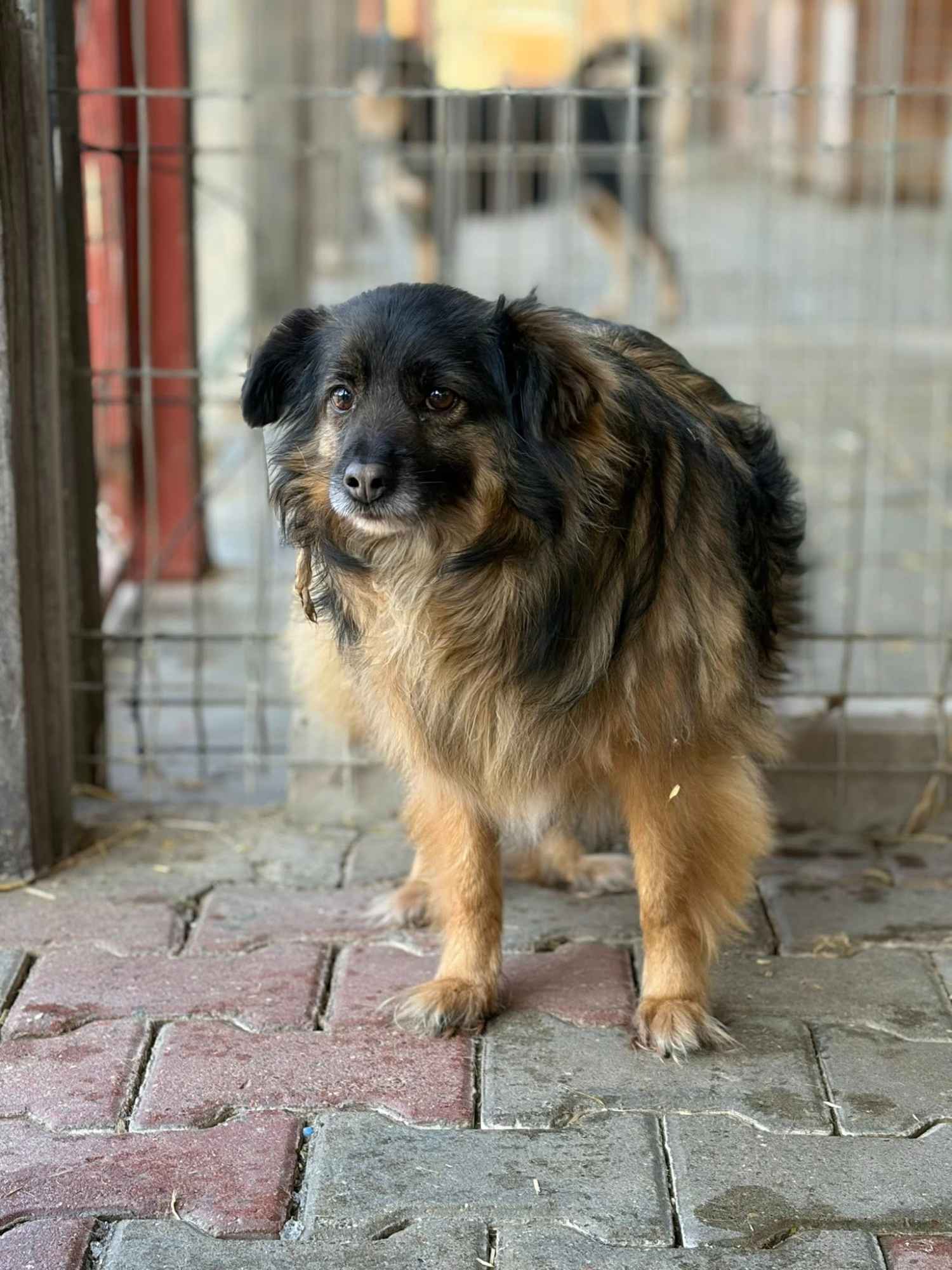 Szprycha - delikatna, nieśmiała sunia szuka domu! Olsztyn - zdjęcie 1