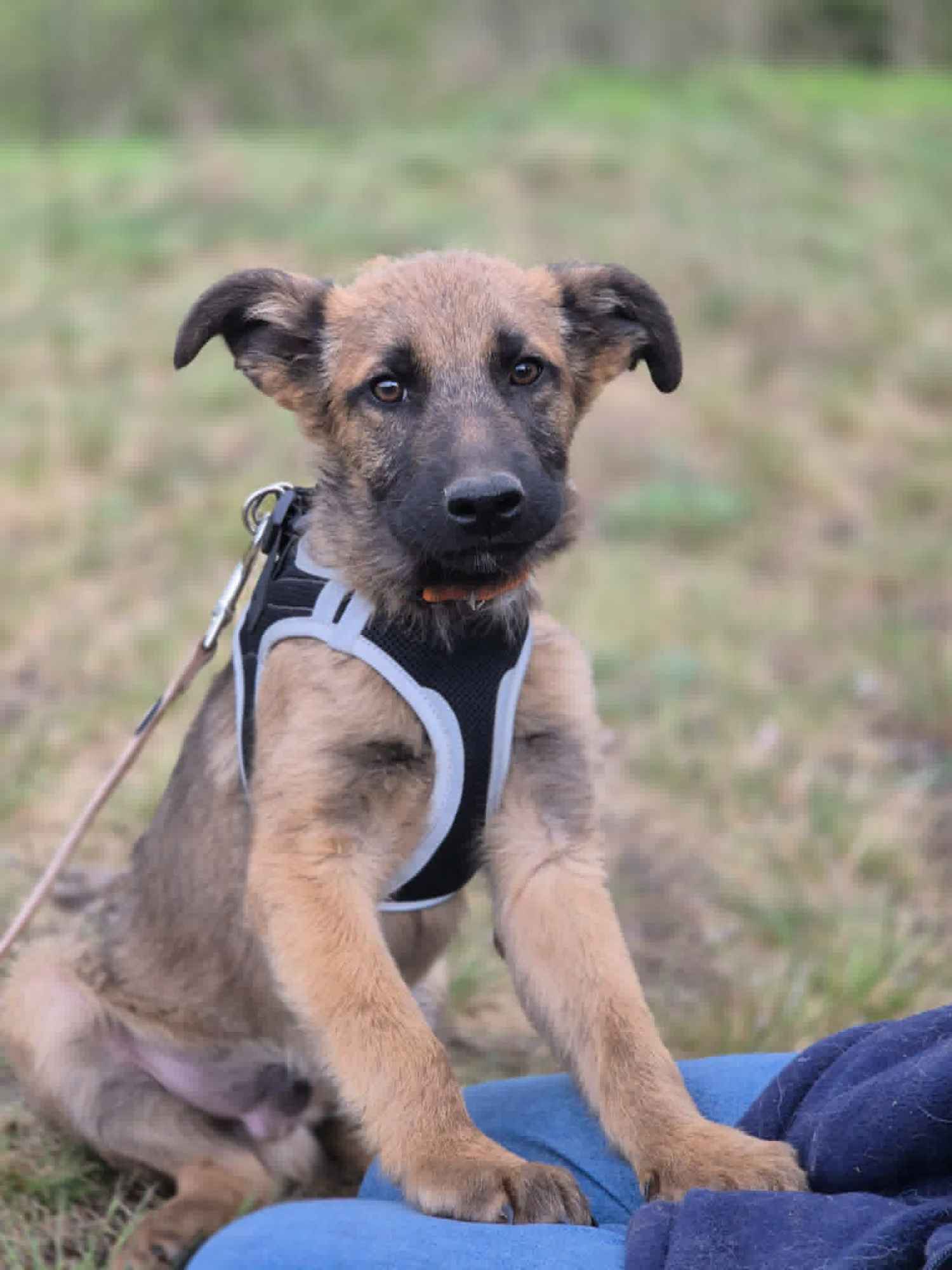 Melek - trzymiesięczny, nieśmiały SZCZENIAK adopcja Olsztyn - zdjęcie 1