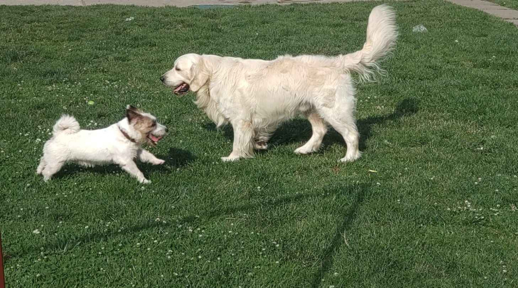 Szczeniak / piesek Golden Retriever Związek Kynologiczny FCI Wadowice - zdjęcie 11