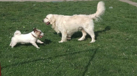 Szczeniak / piesek Golden Retriever Związek Kynologiczny FCI Wadowice - zdjęcie 11