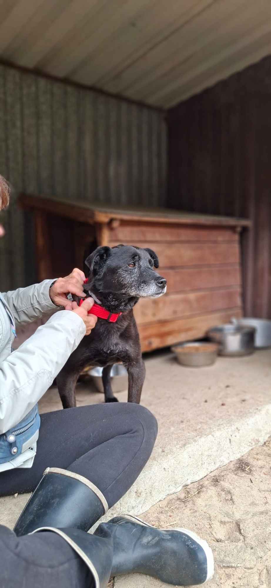Devo i Devi, łagodne delikatne psiaki do adopcji Olsztyn - zdjęcie 7