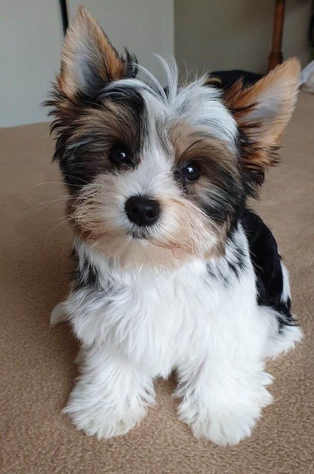 miniaturowe szczenięta Yorkshire Terrier Bemowo - zdjęcie 1