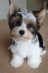 miniaturowe szczenięta Yorkshire Terrier