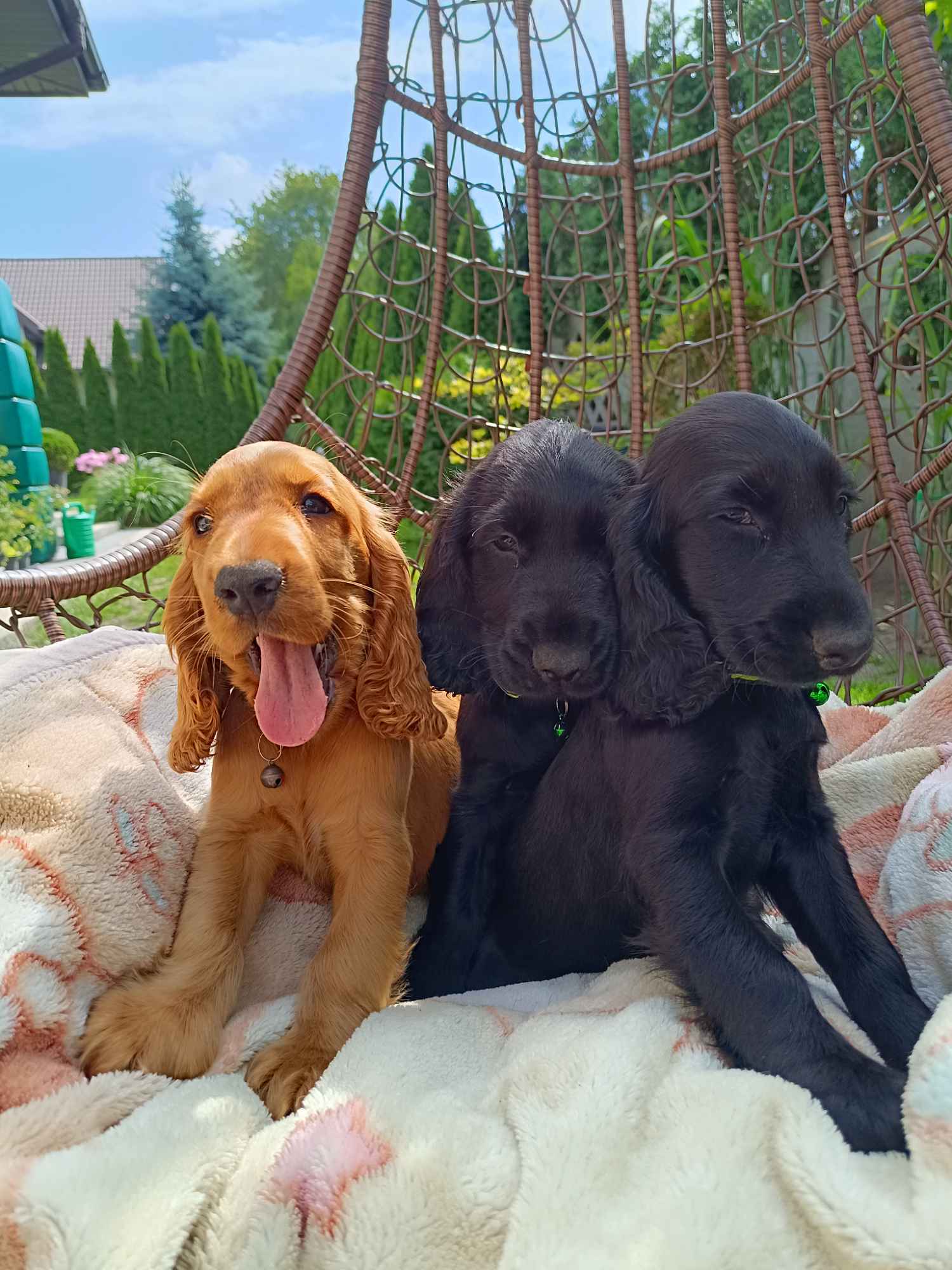 Cocker Spaniel Angielski Bałuty - zdjęcie 8